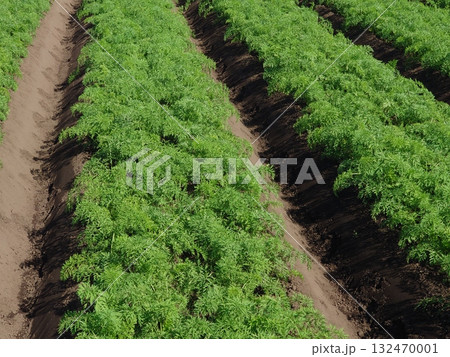 にんじん畑(Carrot field) にんじん畑(Carrot field) 132470001
