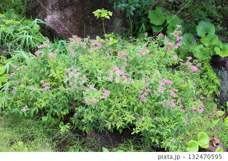 可愛い シモツケソウの花 可愛い シモツケソウの花 132470595