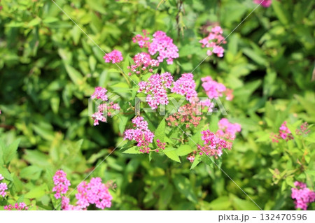 可愛い　シモツケソウの花 132470596