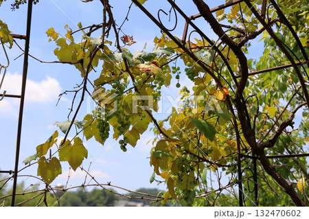 ブドウの実 スチューベン ブドウの実 スチューベン 132470602