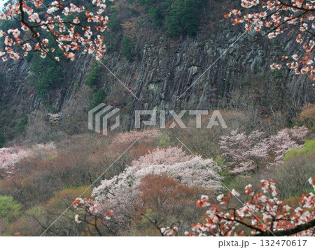 春の奈良県曽爾村　桜満開の屏風岩　 132470617
