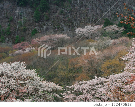 春の奈良県曽爾村　桜満開の屏風岩　 132470618