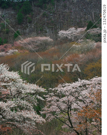 春の奈良県曽爾村　桜満開の屏風岩　 132470619