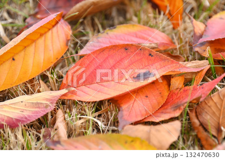 冬イメージ(落葉：winter image/fallen leaves) 132470630