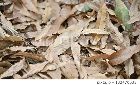 冬イメージ(落葉：winter image/fallen leaves) 132470635