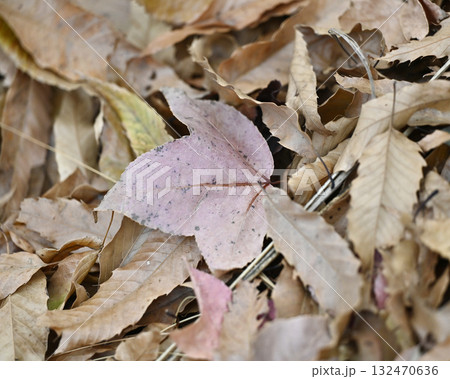 冬イメージ(落葉：winter image/fallen leaves) 132470636