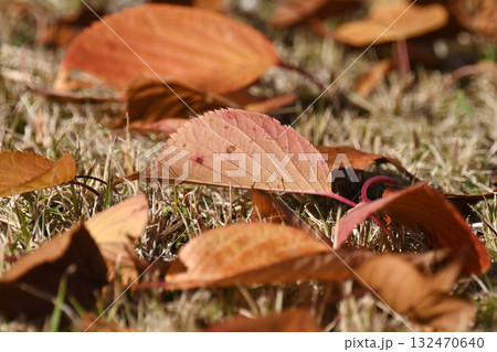 冬イメージ(落葉:winter image/fallen leaves) 冬イメージ(落葉:winter image/fallen leaves) 132470640