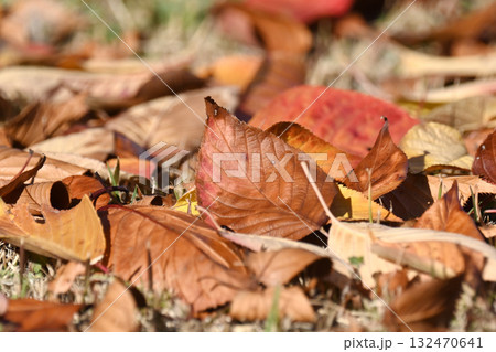 冬イメージ(落葉：winter image/fallen leaves) 132470641