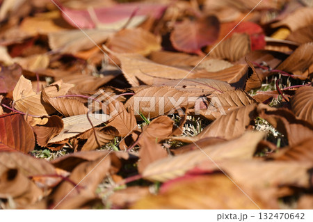 冬イメージ(落葉：winter image/fallen leaves) 132470642