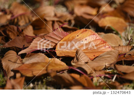 冬イメージ(落葉:winter image/fallen leaves) 冬イメージ(落葉:winter image/fallen leaves) 132470643