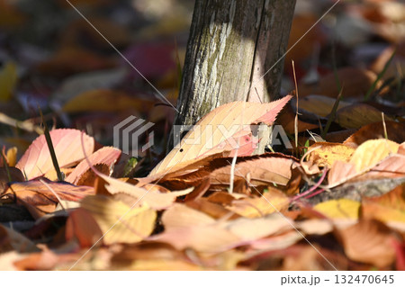 冬イメージ(落葉:winter image/fallen leaves) 冬イメージ(落葉:winter image/fallen leaves) 132470645
