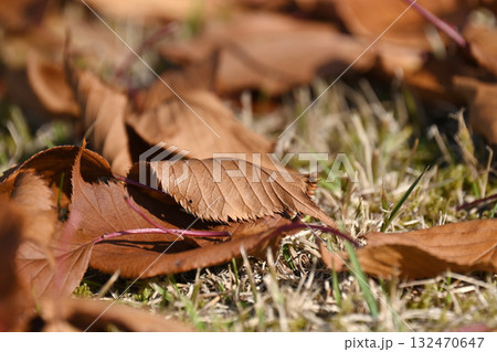 冬イメージ(落葉：winter image/fallen leaves) 132470647