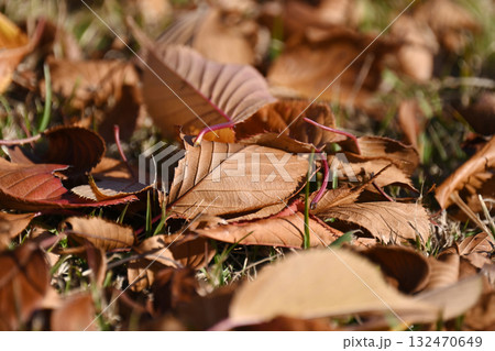 冬イメージ(落葉:winter image/fallen leaves) 冬イメージ(落葉:winter image/fallen leaves) 132470649
