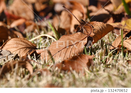 冬イメージ(落葉:winter image/fallen leaves) 冬イメージ(落葉:winter image/fallen leaves) 132470652