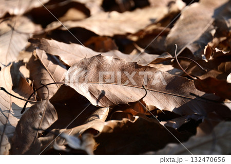冬イメージ(落葉：winter image/fallen leaves) 132470656