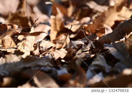 冬イメージ(落葉：winter image/fallen leaves) 132470658