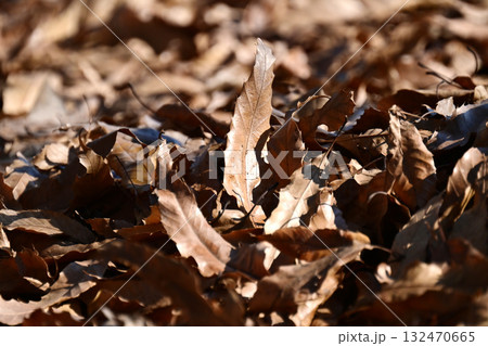 冬イメージ(落葉：winter image/fallen leaves) 132470665