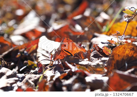 冬イメージ(落葉：winter image/fallen leaves) 132470667