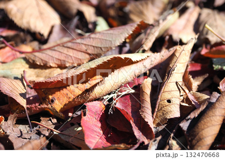 冬イメージ(落葉：winter image/fallen leaves) 132470668