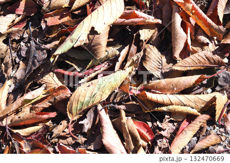 冬イメージ(落葉:winter image/fallen leaves) 冬イメージ(落葉:winter image/fallen leaves) 132470669
