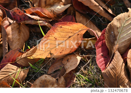 冬イメージ(落葉：winter image/fallen leaves) 132470678