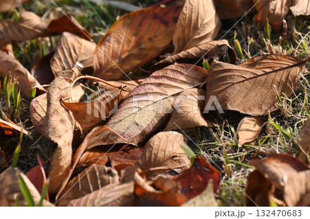 冬イメージ(落葉:winter image/fallen leaves) 冬イメージ(落葉:winter image/fallen leaves) 132470683