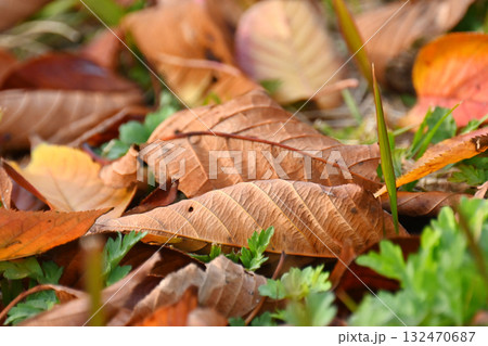 冬イメージ(落葉:winter image/fallen leaves) 冬イメージ(落葉:winter image/fallen leaves) 132470687