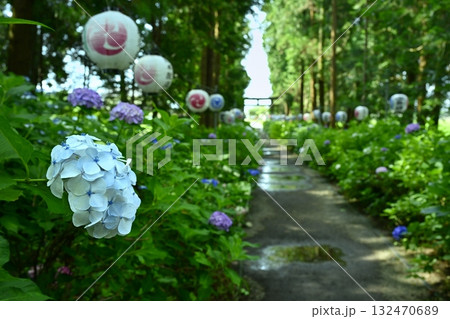 鹿沼市の磯山神社にさくアジサイの花 132470689