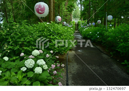 鹿沼市の磯山神社にさくアジサイの花 132470697