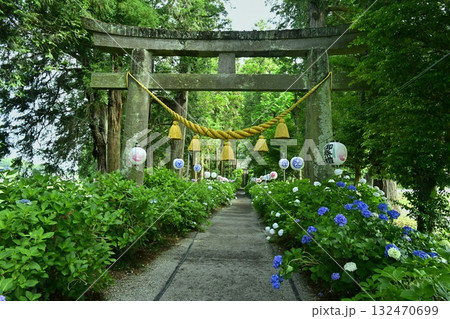 鹿沼市の磯山神社にさくアジサイの花 鹿沼市の磯山神社にさくアジサイの花 132470699