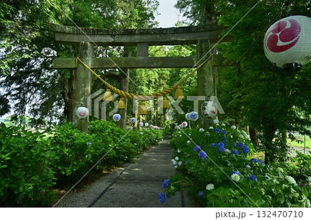鹿沼市の磯山神社にさくアジサイの花 鹿沼市の磯山神社にさくアジサイの花 132470710