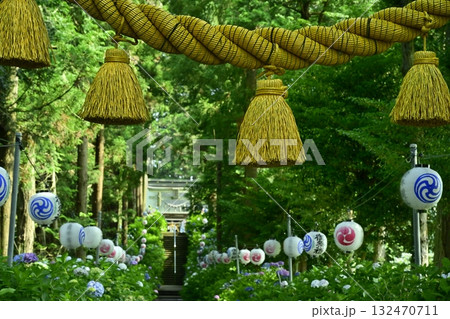 鹿沼市の磯山神社にさくアジサイの花 鹿沼市の磯山神社にさくアジサイの花 132470711