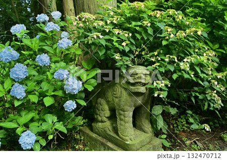 鹿沼市の磯山神社参道の狛犬にアジサイの花 鹿沼市の磯山神社参道の狛犬にアジサイの花 132470712