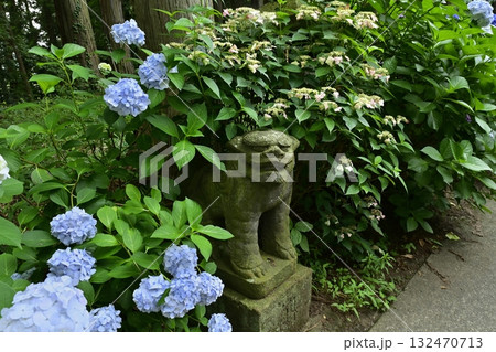 鹿沼市の磯山神社参道の狛犬にアジサイの花 鹿沼市の磯山神社参道の狛犬にアジサイの花 132470713