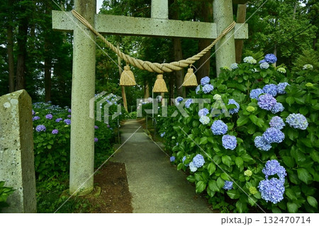鹿沼市の磯山神社にさくアジサイの花 鹿沼市の磯山神社にさくアジサイの花 132470714