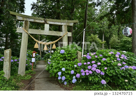 鹿沼市の磯山神社にさくアジサイの花 鹿沼市の磯山神社にさくアジサイの花 132470715