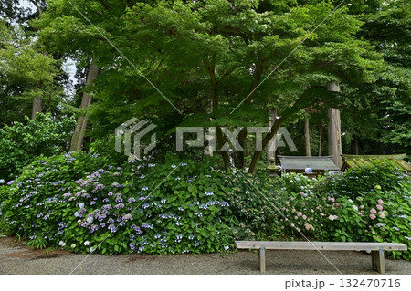 鹿沼市の磯山神社の本殿周りに咲くアジサイの花 132470716