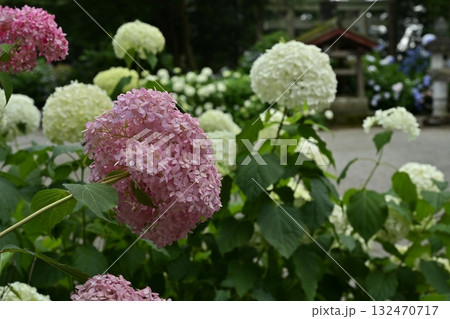 鹿沼市の磯山神社の本殿周りに咲くアジサイの花 132470717