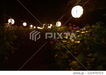 鹿沼市の磯山神社にさくアジサイの花 132470723