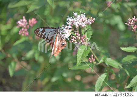 わが街にトランジット 132471016