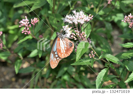 わが街にトランジット 132471019