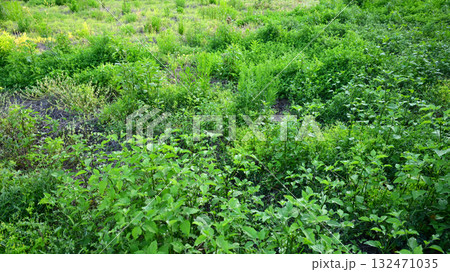 空き地 荒地 雑草 土地 vacant lot 空き地 荒地 雑草 土地 vacant lot 132471035