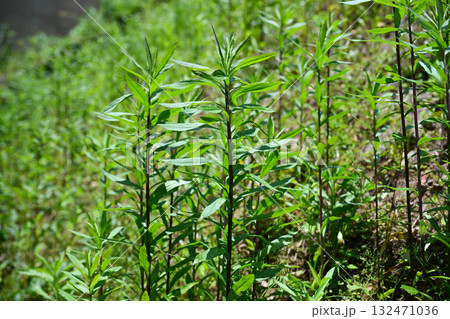 空き地 荒地 雑草 土地 vacant lot 空き地 荒地 雑草 土地 vacant lot 132471036