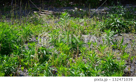 空き地 荒地 雑草 土地 vacant lot 空き地 荒地 雑草 土地 vacant lot 132471039