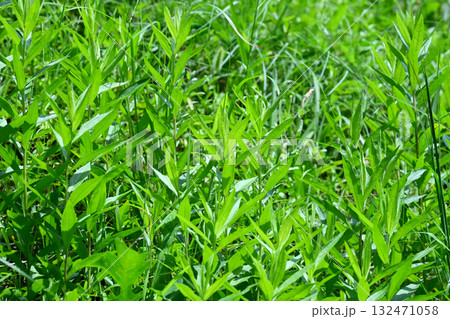 空き地 荒地 雑草 土地 vacant lot 空き地 荒地 雑草 土地 vacant lot 132471058