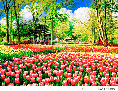 キューケンホフ公園の美しいチューリップ畑 132471499