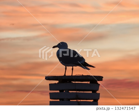 bird in sunset, serene maritime landscape showcasing solo bird against orange sky soothing horizon bird in sunset, serene maritime landscape showcasing solo bird against orange sky soothing horizon 132471547