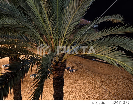 peaceful nocturnal seaside landscape featuring illuminated trees and distant silhouettes 132471877