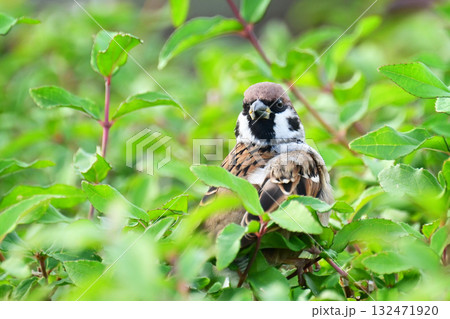 スズメ（雀/sparrow) 132471920