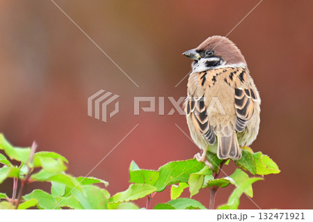 スズメ(雀/sparrow) スズメ(雀/sparrow) 132471921